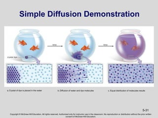 Chapter 5 The Dynamic Cell | PPTX
