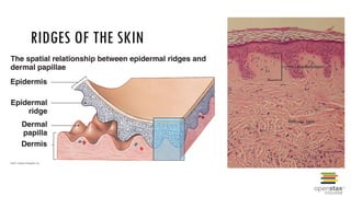 BIO 168 Anatomy & Physiology Integumentary System | PPTX