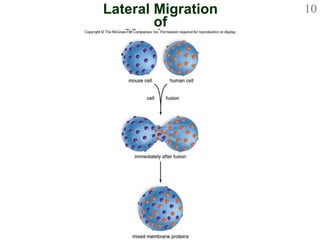 Lateral Migration of Membrane Proteins 