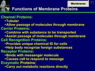 Functions of Membrane Proteins Channel Proteins : Tubular Allow  passage of molecules through membrane Carrier Proteins : Combine with substance to be transported Assist passage of molecules through membrane Cell Recognition Proteins : Provides unique chemical ID for cells Help body recognize foreign substances Receptor Proteins : Binds with messenger molecule Causes cell to respond to message Enzymatic  Proteins: Carry  out metabolic reactions directly 
