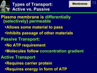 Types of Transport: Active vs. Passive Plasma membrane is  differentially  ( selectively )  permeable   Allows some material to pass Inhibits passage of other materials Passive Transport : No  ATP requirement Molecules follow  concentration gradient Active Transport Requires carrier protein Requires energy in form of ATP 
