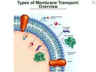 Types of Membrane Transport: Overview 