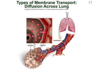 Types of Membrane Transport: Diffusion Across Lung 