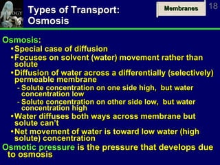 Types of Transport: Osmosis Osmosis : Special case of diffusion Focuses on solvent (water) movement rather than solute Diffusion of water across a differentially (selectively) permeable membrane Solute concentration on one side high,  but water concentration low Solute concentration on other side low,  but water concentration high Water diffuses both ways across membrane but solute can’t Net movement of water is toward low water (high solute) concentration Osmotic pressure  is the pressure that develops due to osmosis 
