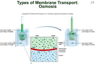 Types of Membrane Transport: Osmosis 