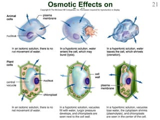 Osmotic Effects on Cells 
