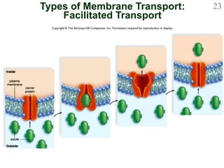 Types of Membrane Transport: Facilitated Transport 