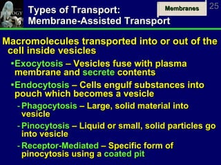 Types of Transport: Membrane-Assisted Transport Macromolecules transported into or out of the cell inside vesicles Exocytosis  – Vesicles fuse with plasma membrane and  secrete  contents Endocytosis  – Cells engulf substances into pouch which becomes a vesicle Phagocytosis  – Large, solid material into vesicle Pinocytosis  – Liquid or small, solid particles go into vesicle Receptor-Mediated  – Specific form of pinocytosis using a  coated pit 