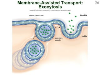 Membrane-Assisted Transport: Exocytosis 