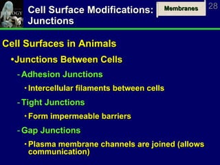 Cell Surface Modifications: Junctions Cell Surfaces in Animals Junctions Between Cells Adhesion Junctions   Intercellular filaments between cells Tight Junctions Form impermeable barriers Gap Junctions Plasma membrane channels are joined (allows communication) 