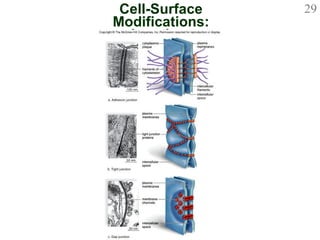 Cell-Surface Modifications: Junctions 