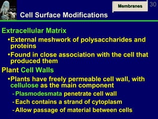 Cell Surface Modifications Extracellular Matrix External meshwork of polysaccharides and proteins Found in close association with the cell that produced them Plant  Cell Walls Plants have freely permeable cell wall, with  cellulose  as the main component Plasmodesmata  penetrate cell wall Each contains a strand of cytoplasm Allow passage of material between cells 