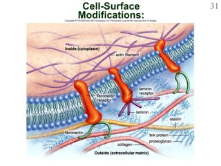Cell-Surface Modifications: Extracellular Matrix 