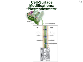 Cell-Surface Modifications: Plasmodesmata 
