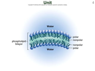 Unit Membrane 