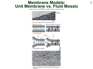 Membrane Models: Unit Membrane vs. Fluid Mosaic Model 
