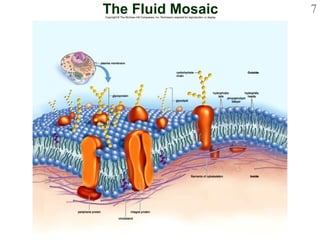 The Fluid Mosaic Model 