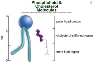 Phospholipid & Cholesterol Molecules 