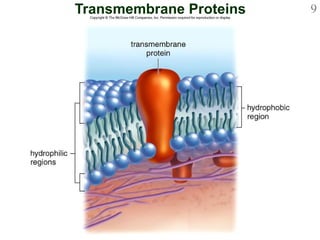 Transmembrane Proteins 