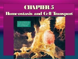 CH T R 5
          AP E
Homeostasis and Cell Transport
 