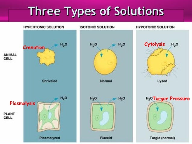types of cell transport