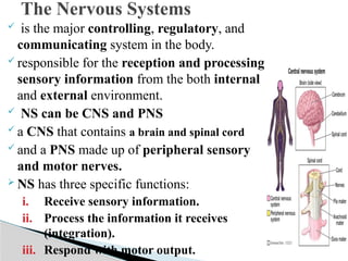 Comprehensive Overview of Human Nervous System and Body Coordination | PPTX