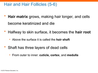 the integumentary system of farm animals | PPT