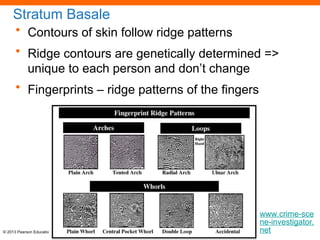 Investigator Ridge the integumentary system of farm animals | PPT