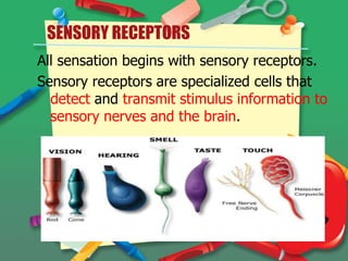 SENSORY RECEPTORS
All sensation begins with sensory receptors.
Sensory receptors are specialized cells that
detect and transmit stimulus information to
sensory nerves and the brain.

 