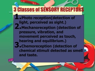 3 Classes of SENSORY RECEPTORS

1.Photo reception(detection of
light, perceived as sight.)
2.Mechanoreception (detection of

pressure, vibration, and
movement perceived as touch,
hearing and equilibrium.)
Chemoreception (detection of
chemical stimuli detected as smell
and taste.

3.

 