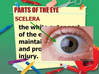PARTS OF THE EYE
SCELERA

the white outer part
of the eye that helps
maintain the shape
and protects from
injury.

 