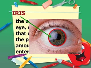 IRIS
the colored part of the
eye, contains muscle
that control the size of
the pupil, hence, the
amount of light that
enters.

 