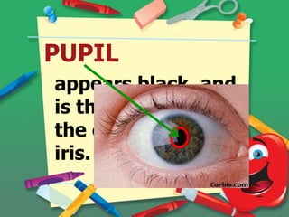 PUPIL
appears black, and
is the opening in
the center of the
iris.

 