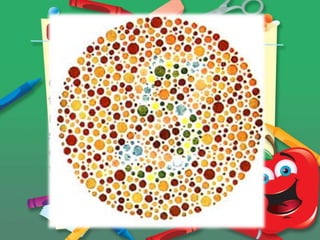 COLOR VISION

1.Trichromatic theory
Color perception is based on
the existence of three color
receptors that are maximally
sensitive to different, but
overlapping, ranges of
wavelengths.

 