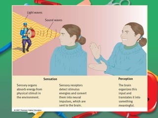 SENSATION AND PERCEPTION Psychology | PPTX