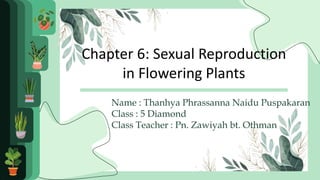 Chapter 6: Sexual Reproduction
in Flowering Plants
Name : Thanhya Phrassanna Naidu Puspakaran
Class : 5 Diamond
Class Teacher : Pn. Zawiyah bt. Othman
 