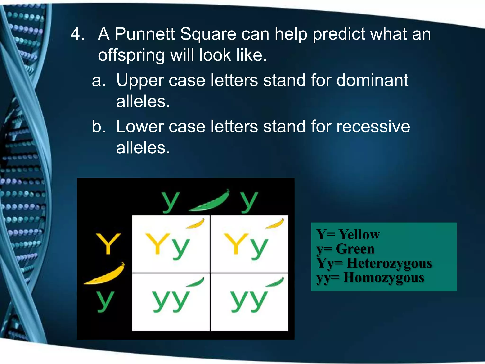 4. A Punnett Square can help predict what an
offspring will look like.
a. Upper case letters stand for dominant
alleles.
b. Lower case letters stand for recessive
alleles.
Y= Yellow
y= Green
Yy= Heterozygous
yy= Homozygous