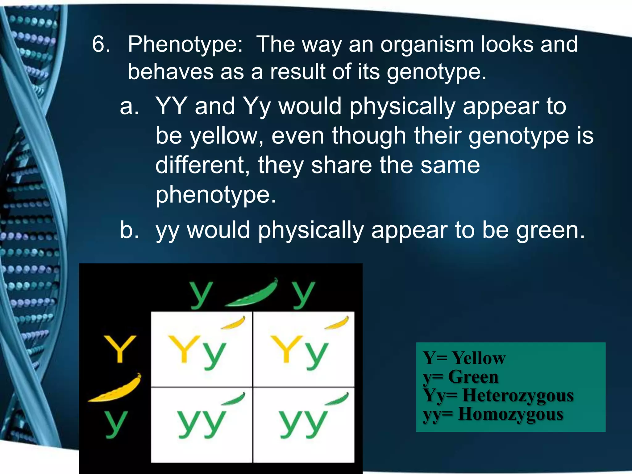 6. Phenotype: The way an organism looks and
behaves as a result of its genotype.
a. YY and Yy would physically appear to
be yellow, even though their genotype is
different, they share the same
phenotype.
b. yy would physically appear to be green.
Y= Yellow
y= Green
Yy= Heterozygous
yy= Homozygous