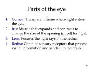 36
Parts of the eye
1. Cornea: Transparent tissue where light enters
the eye.
2. Iris: Muscle that expands and contracts t...