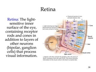 39
Retina
Retina: The light-
sensitive inner
surface of the eye,
containing receptor
rods and cones in
addition to layers ...