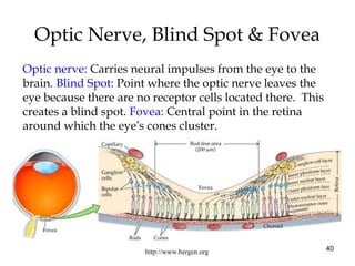 40
Optic Nerve, Blind Spot & Fovea
http://www.bergen.org
Optic nerve: Carries neural impulses from the eye to the
brain. B...