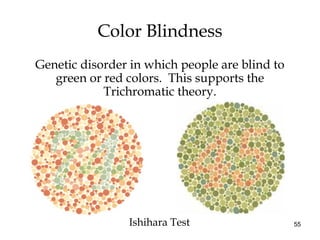 55
Color Blindness
Ishihara Test
Genetic disorder in which people are blind to
green or red colors. This supports the
Tric...