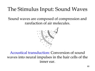 60
The Stimulus Input: Sound Waves
Sound waves are composed of compression and
rarefaction of air molecules.
Acoustical tr...