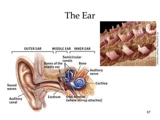 67
The Ear
Dr.FredHossler/VisualsUnlimited
 