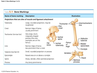 Prominent Bone Anatomy and Physiology. CHAPTER 5 Skeletal System | PDF