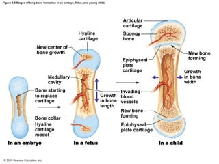 Anatomy and Physiology. CHAPTER 5 Skeletal System | PDF