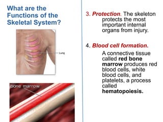 Anatomy and Physiology. CHAPTER 5 Skeletal System | PDF