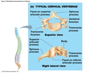 Anatomy and Physiology. CHAPTER 5 Skeletal System | PDF