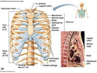 Anatomy and Physiology. CHAPTER 5 Skeletal System | PDF