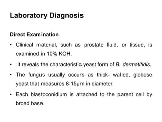 Laboratory Diagnosis
Direct Examination
• Clinical material, such as prostate fluid, or tissue, is
examined in 10% KOH.
• ...